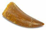 Serrated, Theropod (Deltadromeus?) Pre-Max Tooth - Morocco #291884-1